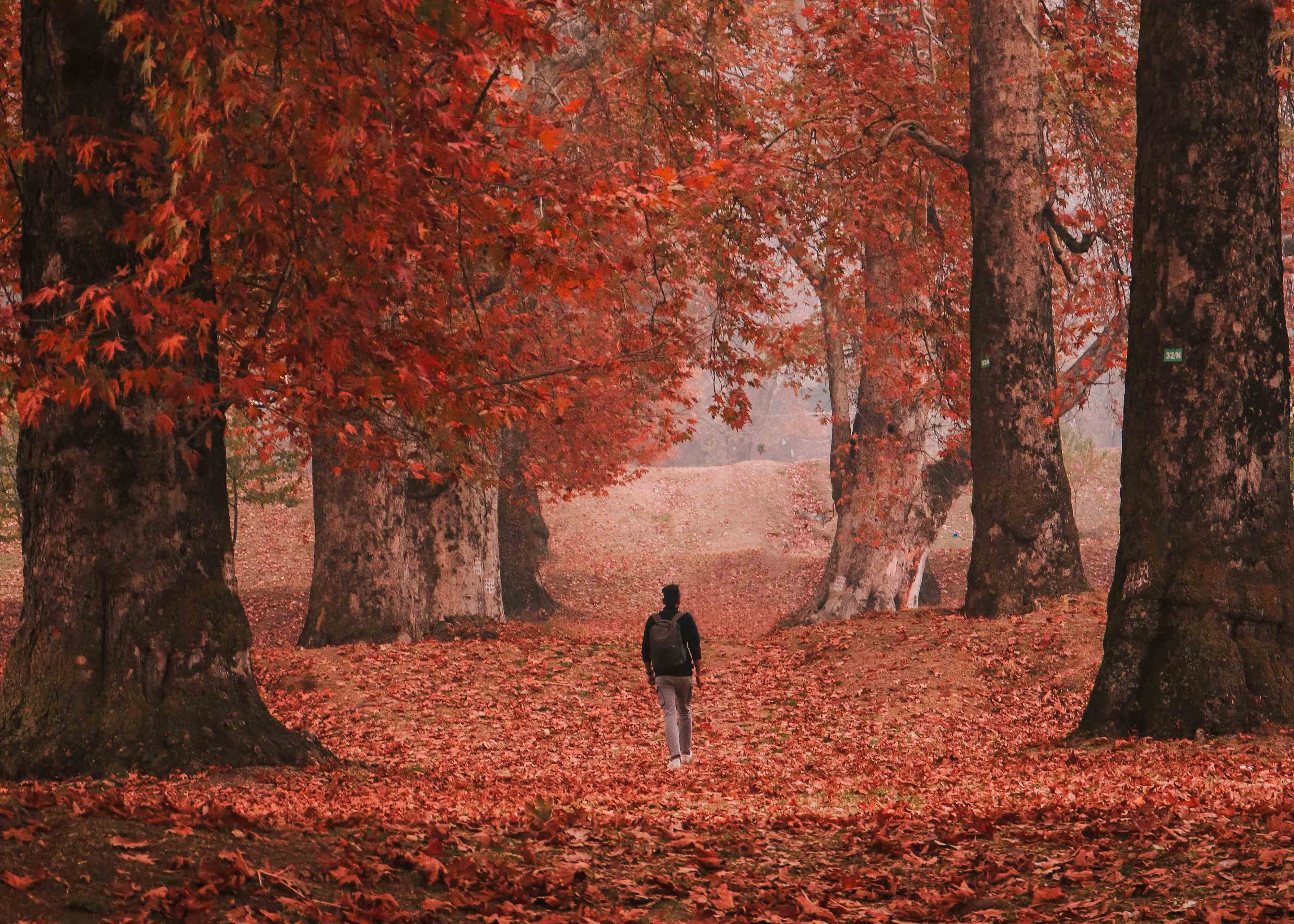 Budget Kashmir Delight (7 Days / 6 Nights)