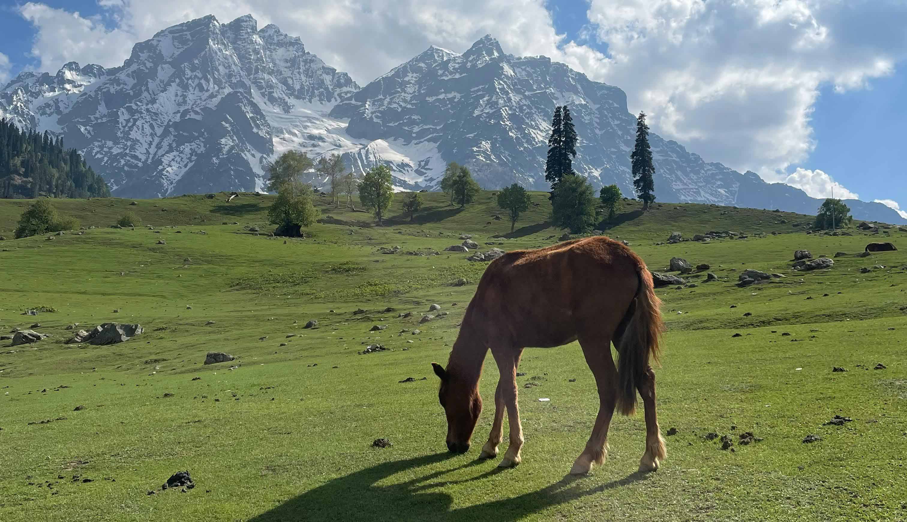 Luxury Kashmir Escape (2 Nights / 3 Days)