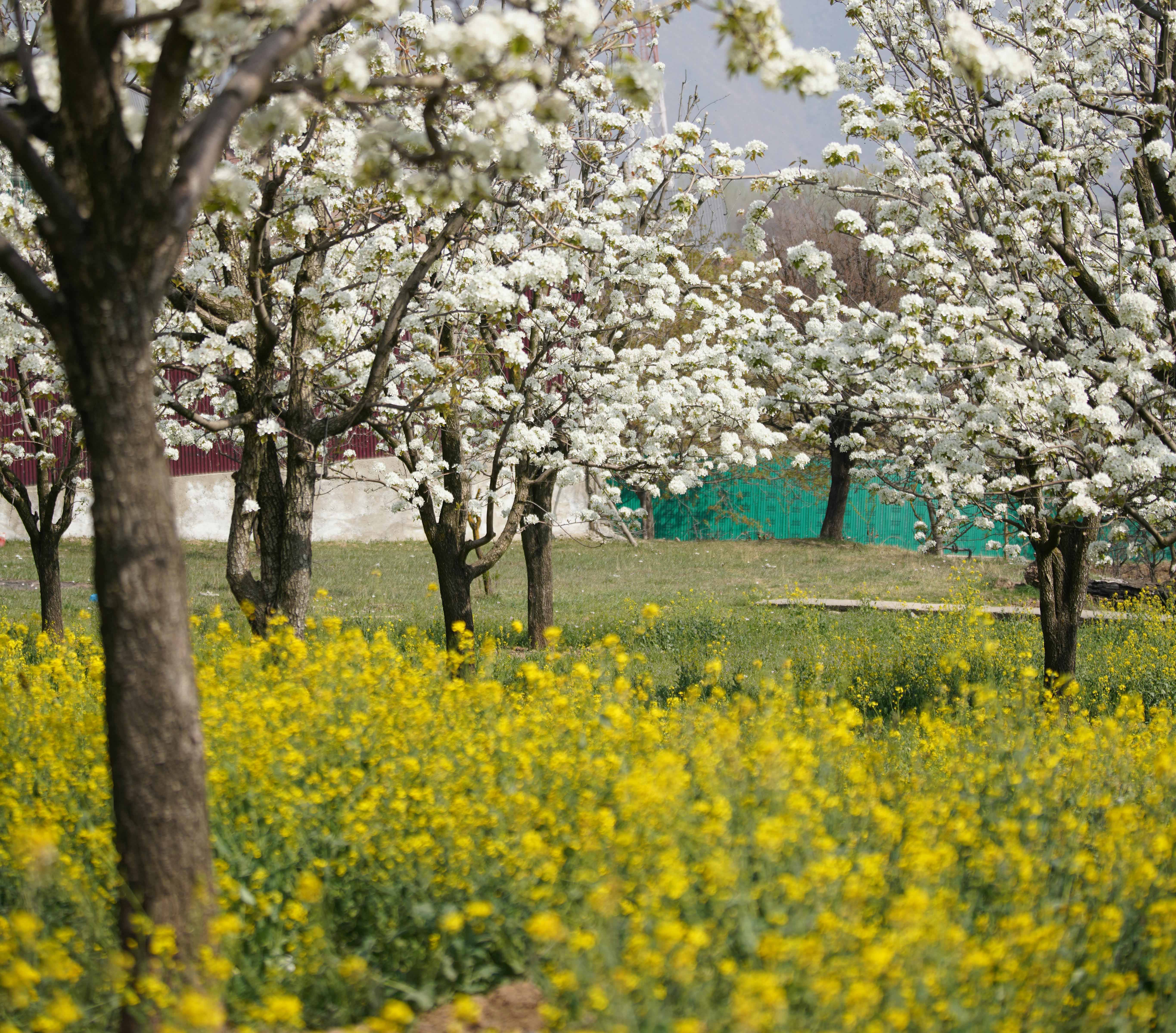 Delux-Mini Escape to Kashmir’s Heart