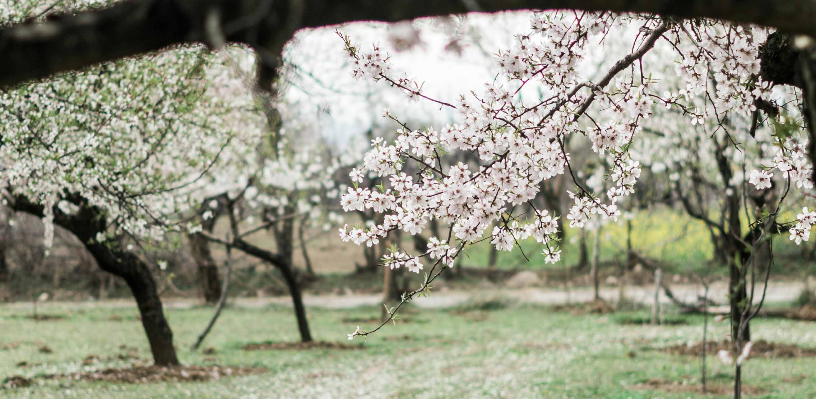 Budget Kashmir Delight (2 Nights / 3 Days)